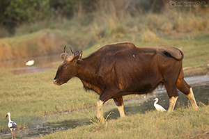 Indian Gaur