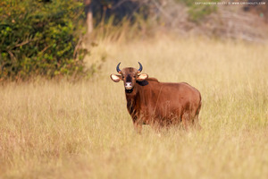 Indian Gaur