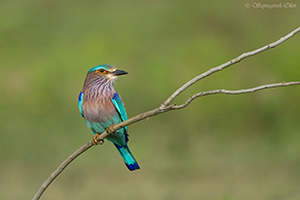 Indian Roller