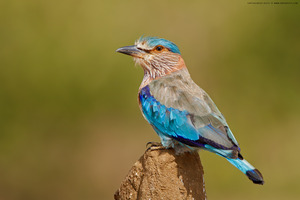 Indian Roller