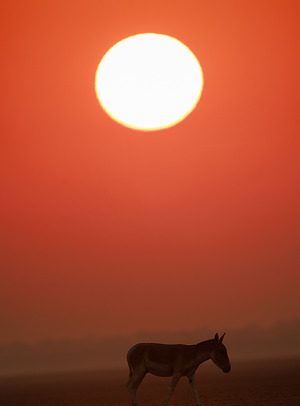 Indian Wild Ass photographed at Little Rann of Kutch