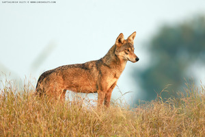 Indian wolf