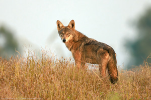 Indian wolf