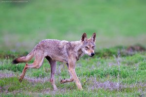 Indian wolf