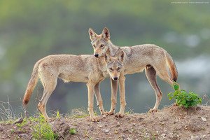 Indian wolf