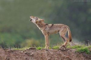 Indian wolf