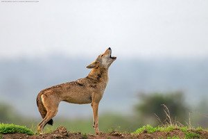 Indian wolf