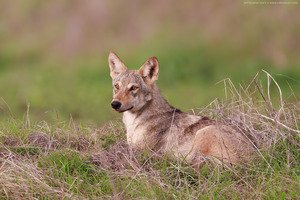 Indian wolf
