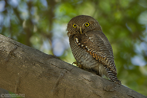 Jungle Owlet