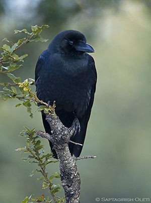 Large-billed Crow (C. m. japonensis)