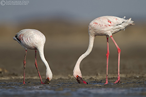 Lesser Flamingo