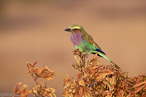 Lilac-breasted roller