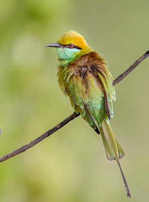 Little Green Bee-eater