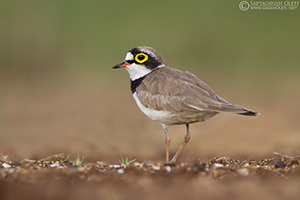 Little Ringed Plover