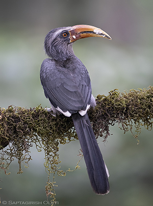 Malabar Grey Hornbill
