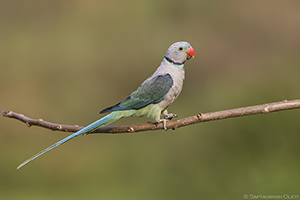 Malabar Parakeet