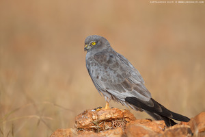 Montagu's Harrier