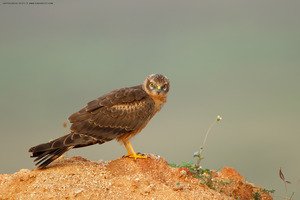 Montagu's Harrier