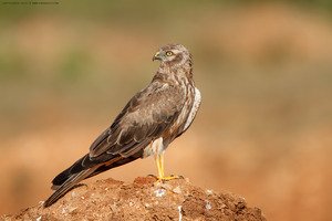 Montagu's Harrier