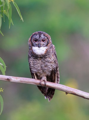 Mottled Wood-owl