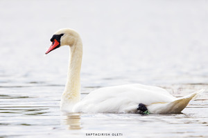 Mute Swan
