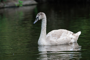 Mute Swan