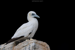 Northern Gannet