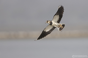 Northern Lapwing