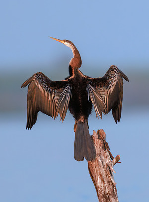 Oriental Darter