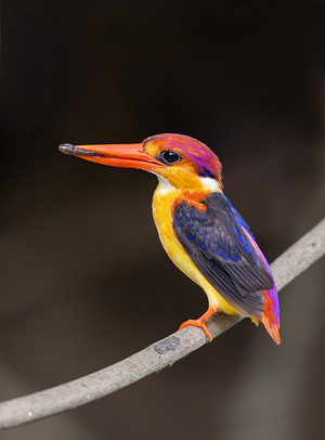Oriental Dwarf Kingfisher