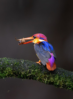 Oriental Dwarf Kingfisher