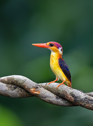 Oriental Dwarf Kingfisher
