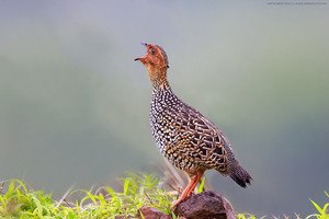 Painted Francolin