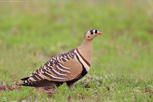 Painted Sandgrouse