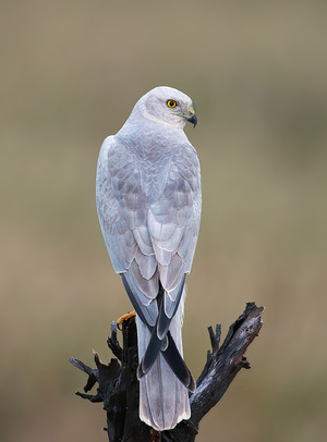 Pallid Harrier
