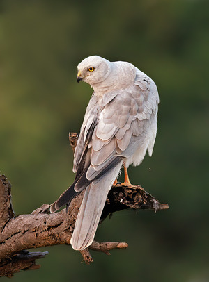 Pallid Harrier
