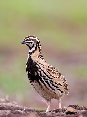Rain Quail