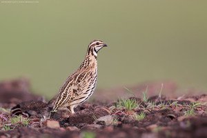 Rain Quail