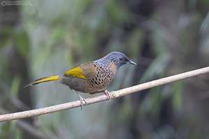 Red-headed Laughingthrush (Chestnut-crowned)