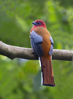 Red-headed Trogon