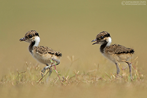 Red-wattled Lapwing