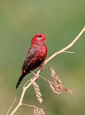 Red Avadavat