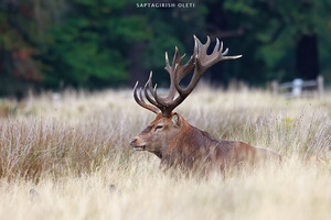 Red deer