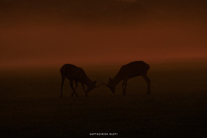 Red deer