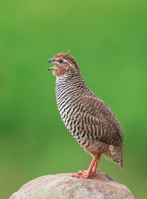 Rock Bush-quail