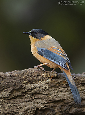 Rufous Sibia
