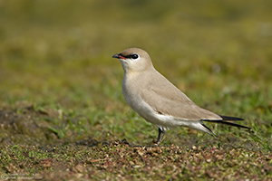 Small Pratincole