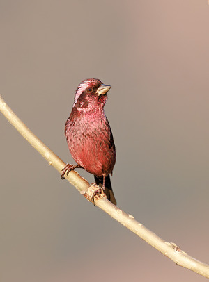 Spot-winged Rosefinch