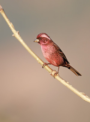 Spot-winged Rosefinch