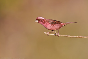 Spot-winged Rosefinch